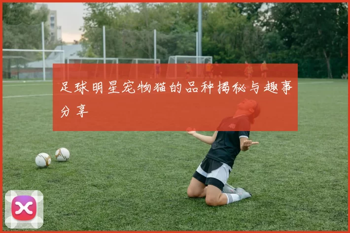 足球明星宠物猫的品种揭秘与趣事分享